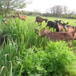 farm-of-la-normandeliere-vendée